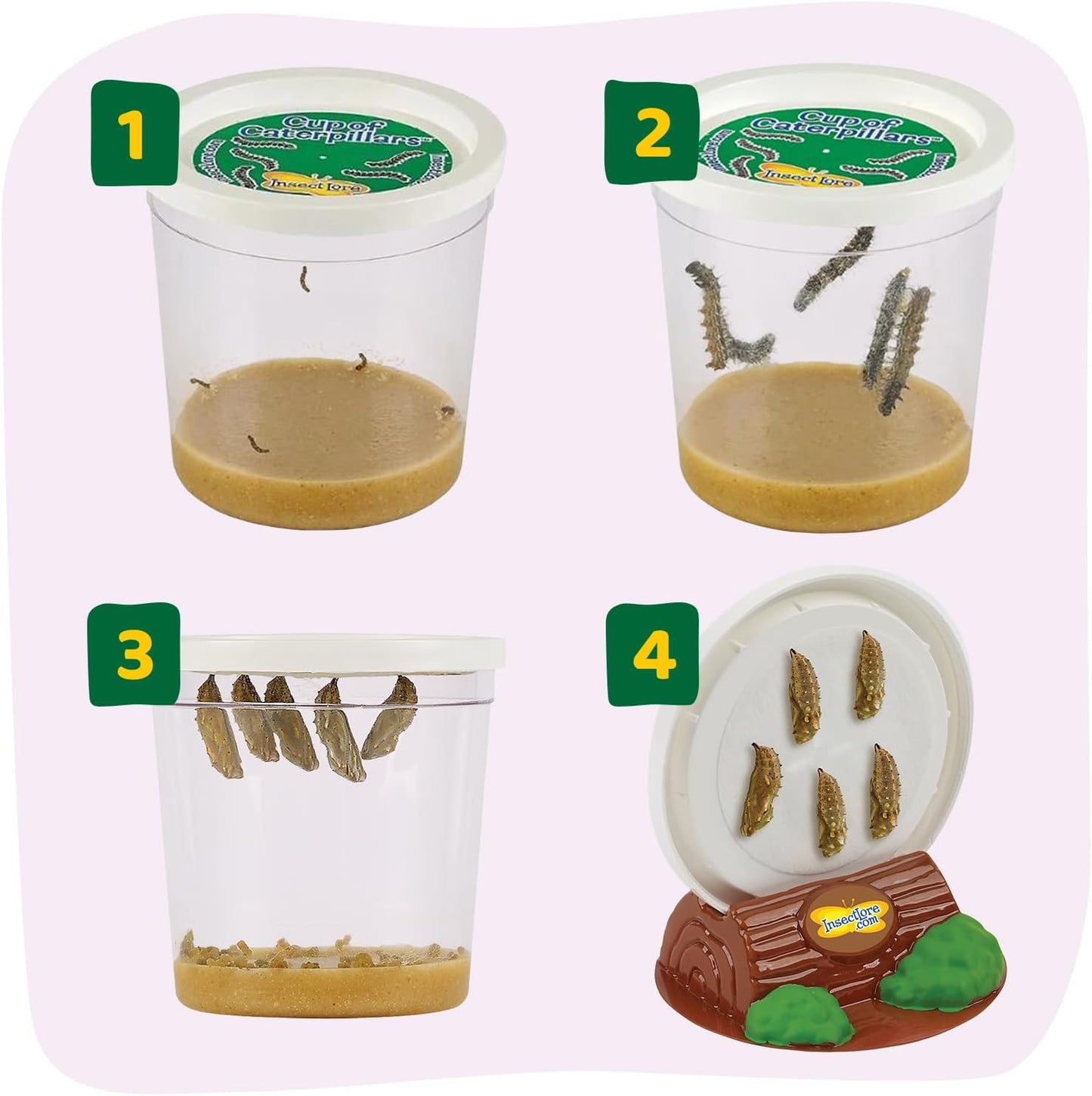Hot Insect Lore Butterfly Garden with 5 Live Baby Caterpillars - STEM Activity Journal, Habitat, Chrys-A-Lid Holder and Feeder Included | Raise and Release Painted Lady Butterflies