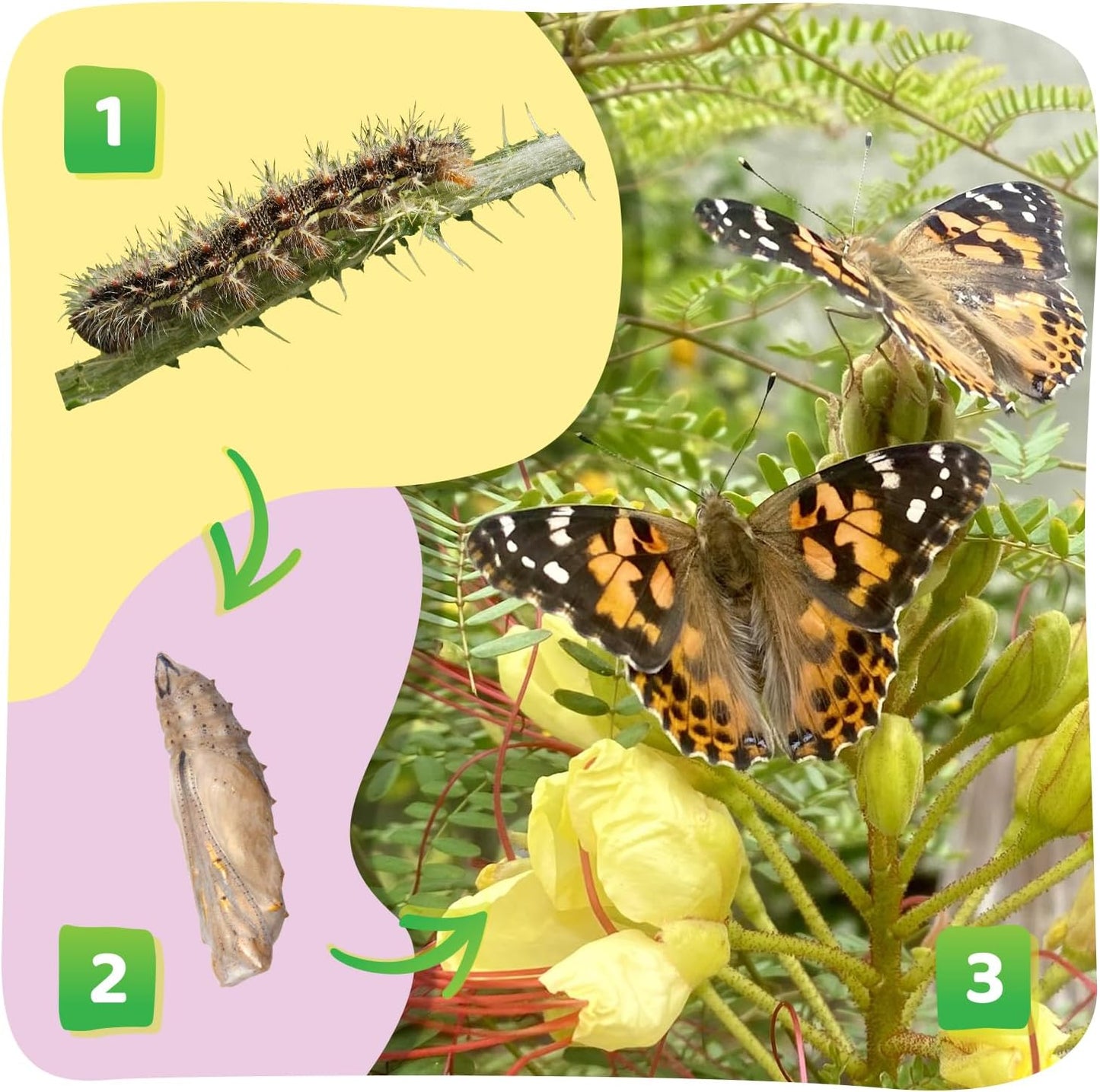 Hot Insect Lore Butterfly Garden with 5 Live Baby Caterpillars - STEM Activity Journal, Habitat, Chrys-A-Lid Holder and Feeder Included | Raise and Release Painted Lady Butterflies