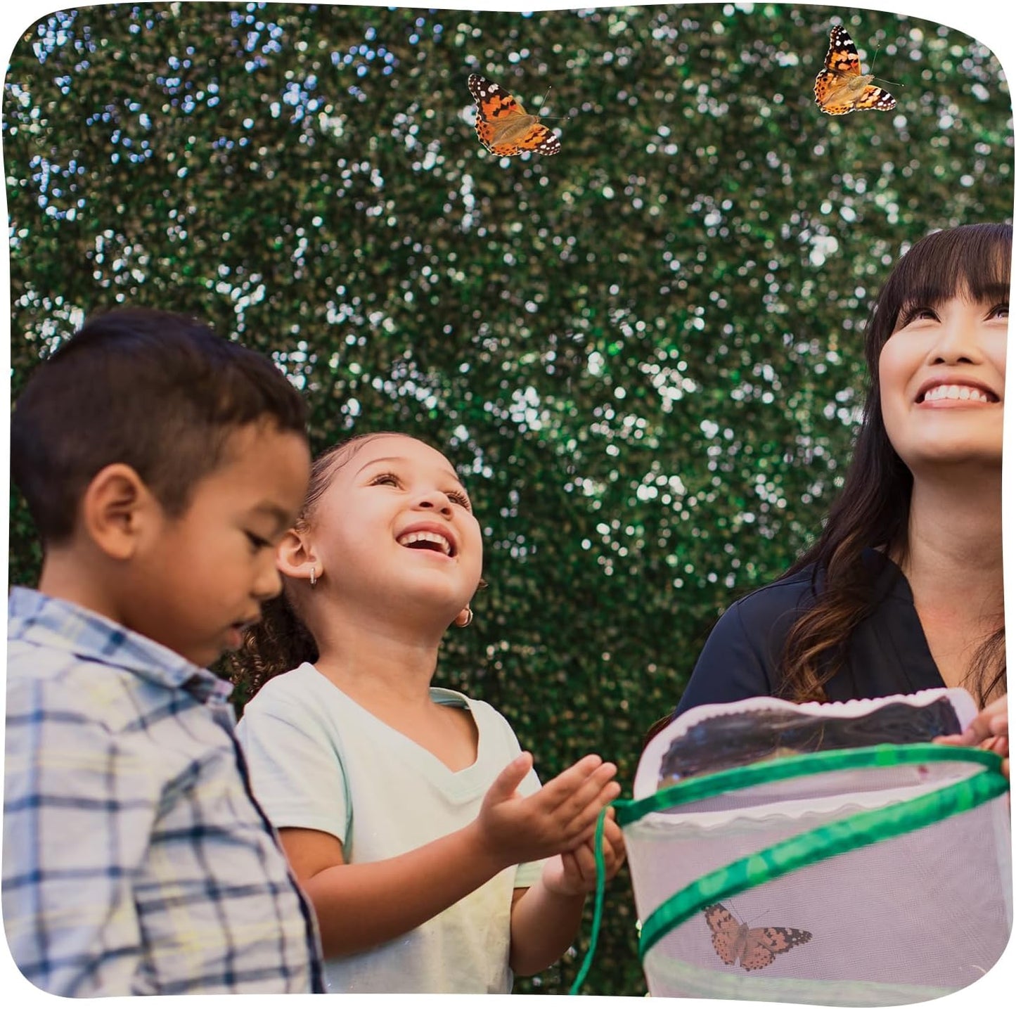HotInsect Lore Raise and Release Butterfly Garden Kit – Caterpillar Habitat with redeemable Voucher – STEM-accredited Butterfly Growing Kit for Kids, Classrooms, and Homeschool Learning