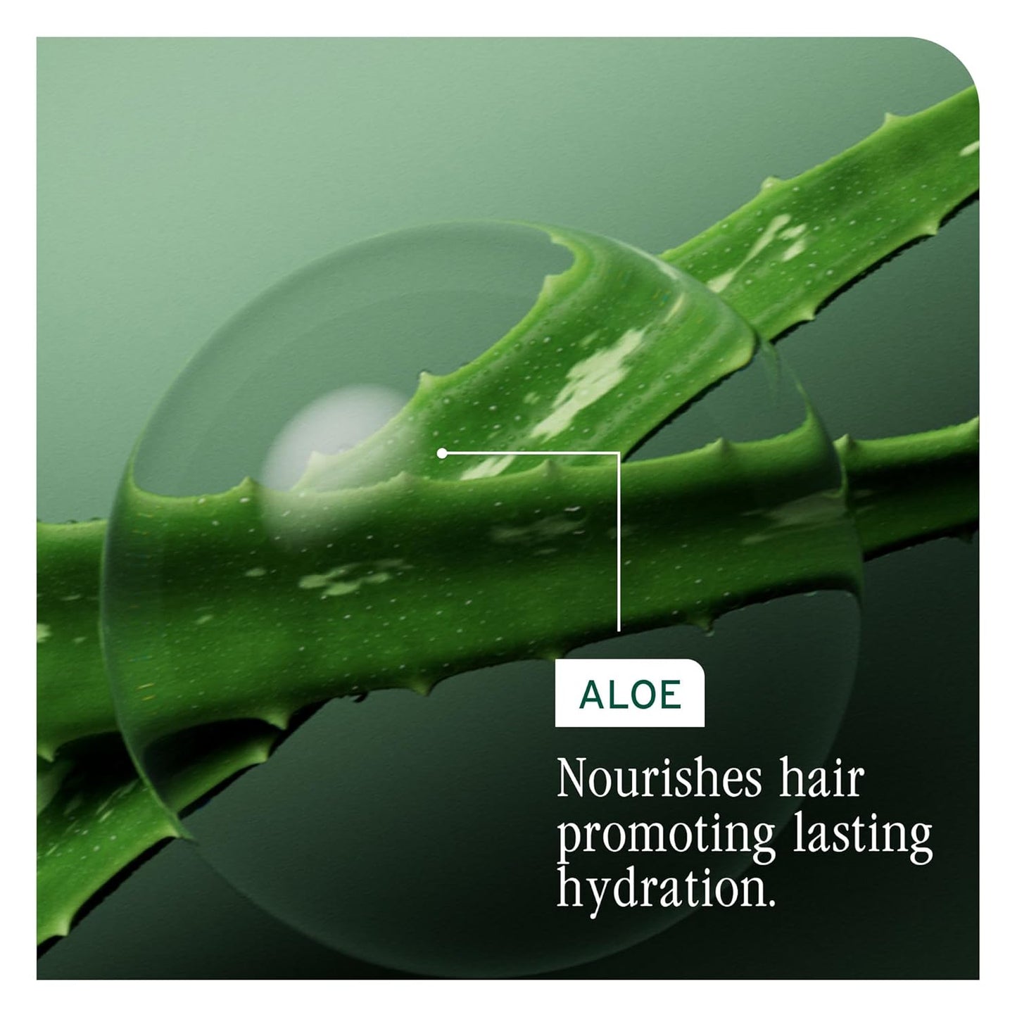 HotBiolage Hydra Source Shampoo - For Fine to Medium Hair, Softens, Moisturizes & Adds Shine, For Dry Hair, Infused with Micro-Filtered Aloe Vera & Fermented Hyaluronic Acid, Vegan & Paraben-Free