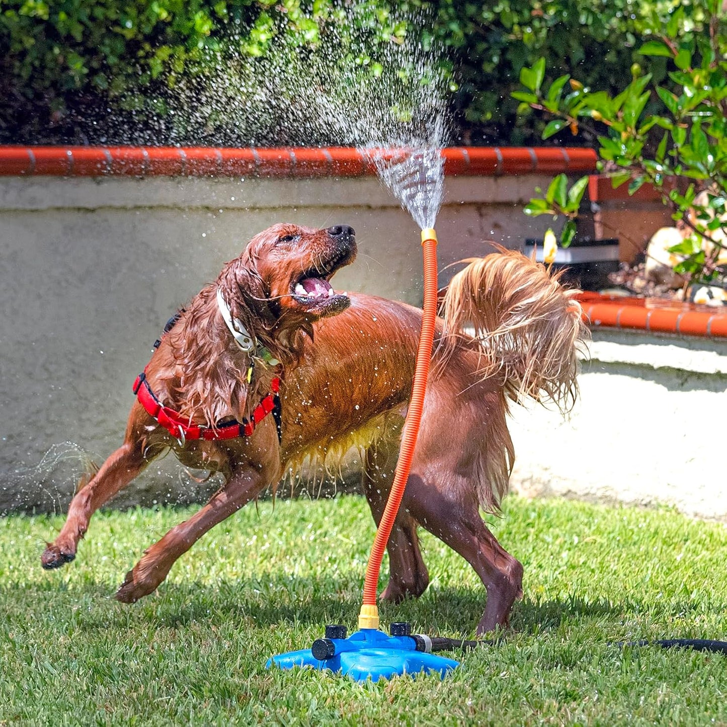 Hot The Wave - The Ultimate Interactive Water Toy for Dogs