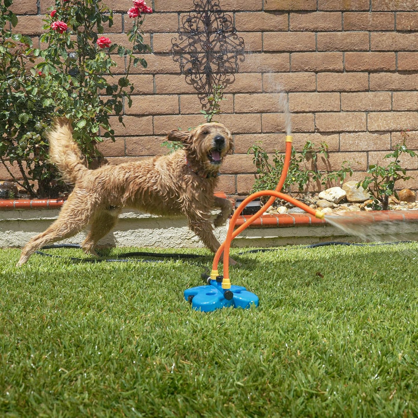 Hot The Wave - The Ultimate Interactive Water Toy for Dogs